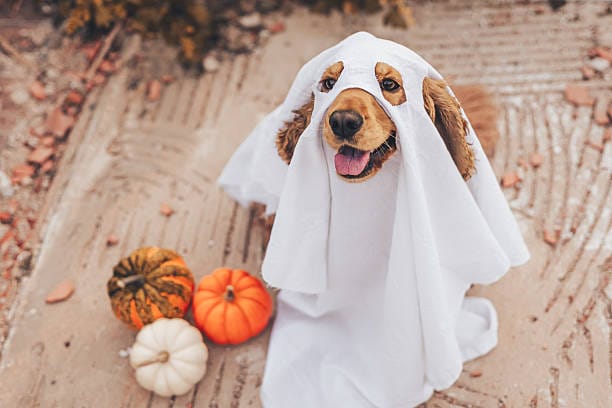 Seasonal celebration