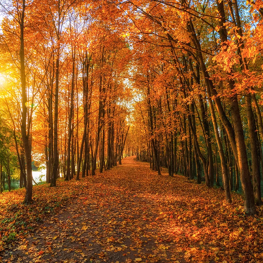 soft focus sunny alley with maples autumn park autumn leaf fall path sunny autumn park with falling leaves square view
