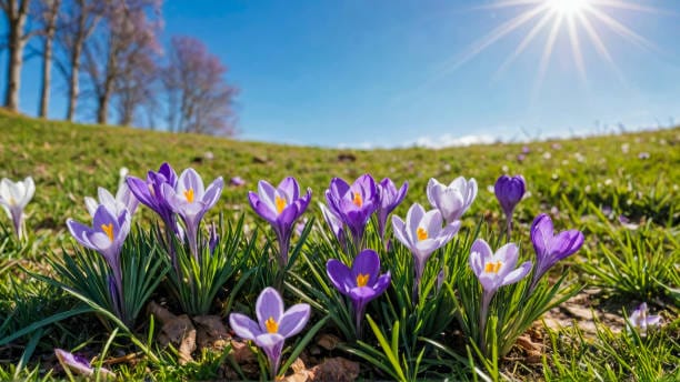 spring flowers 2