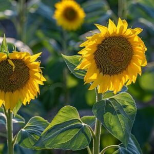 sunflowers