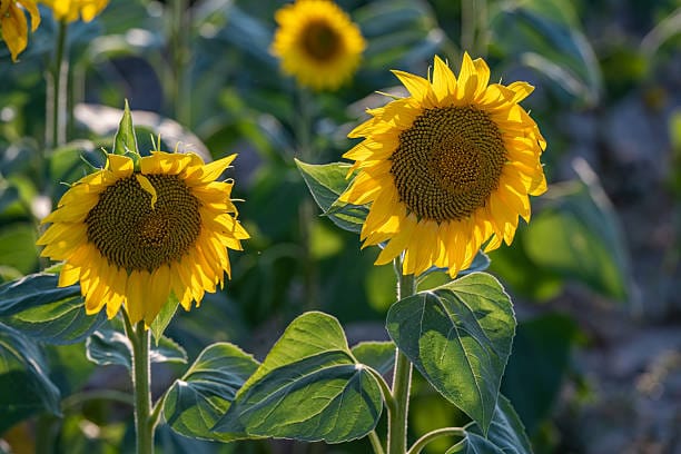 sunflowers
